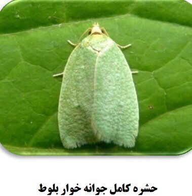 دردسرهای پروانه برگ خوار بلوط برای اهالی باشت دردسرهای پروانه برگ خوار بلوط برای اهالی باشت