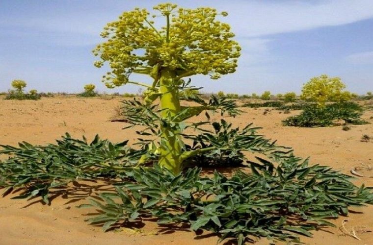 اما و اگرهای توسعه گیاهان دارویی در کهگیلویه و بویراحمد