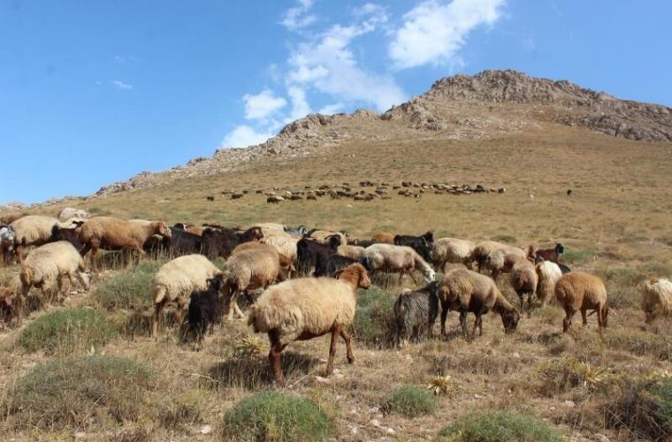 تجهیزات آبرسانی سیار مناطق عشایری گچساران پاسخگوی نیازها نیست