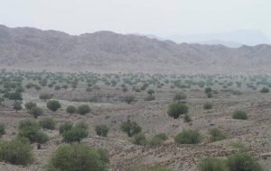 جنگل‌کاری اقتصادی در ۱۶۰۰هکتار عرصه ملی کهگیلویه وبویراحمد هدفگذاری شد