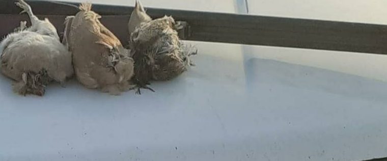 دستگیری شکارچیان غیر مجاز در گچساران