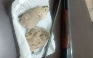 دستگیری ۴نفر شکارچی غیر مجاز در گچساران