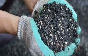 طرح توزیع کود استقراضی بین بهره برداران کهگیلویه و بویراحمد آغاز شد