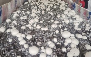 راه اندازی کارگاه پرورش قارچ خوراکی در گچساران