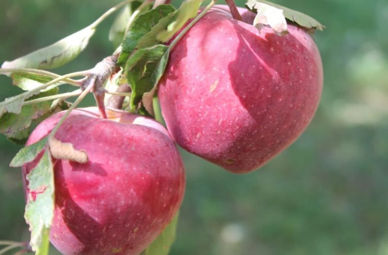 ۳۰۰هزارتن محصول در باغ های کهگیلویه و بویراحمد برداشت شد