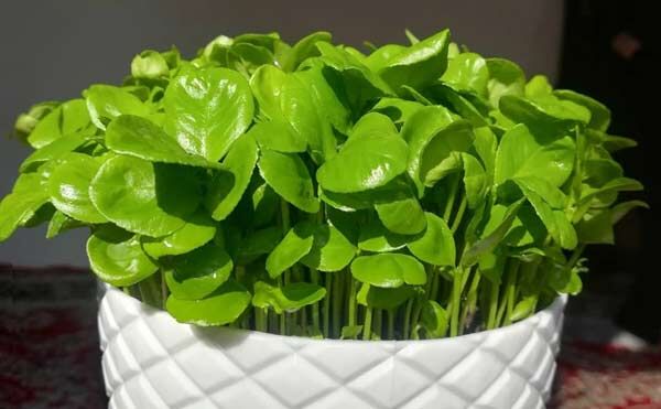 دلمشغولی های سبزه آرایی درآستانه سال نو