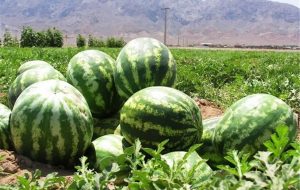شورای حفاظت آب کشت هندوانه در شهرستان باشت را ممنوع اعلام کرد