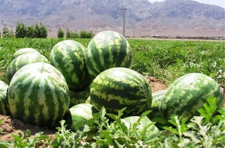 شورای حفاظت آب کشت هندوانه در شهرستان باشت را ممنوع اعلام کرد شورای حفاظت آب کشت هندوانه در شهرستان باشت را ممنوع اعلام کرد