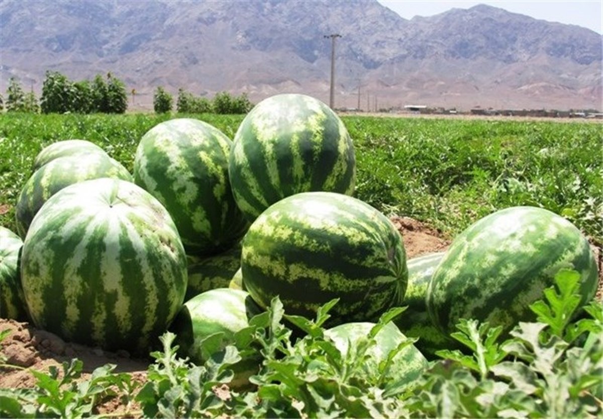 شورای حفاظت آب کشت هندوانه در شهرستان باشت را ممنوع اعلام کرد