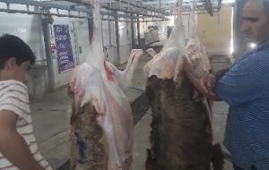 به همت ستاد کانونهای مساجد استان و مشارکت موسسه حضرت خدیجه ص پنجاه راس گوسفند در عید فربان قربانی کردند.
