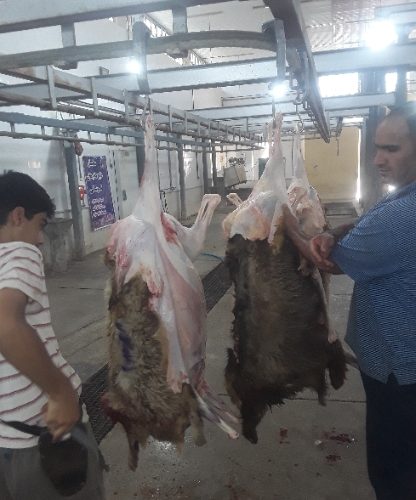 به همت ستاد کانونهای مساجد استان و مشارکت موسسه حضرت خدیجه ص پنجاه راس گوسفند در عید فربان قربانی کردند. به همت ستاد کانونهای مساجد استان و مشارکت موسسه حضرت خدیجه ص پنجاه راس گوسفند در عید فربان قربانی کردند.