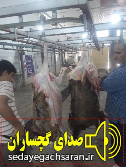 به همت ستاد کانونهای مساجد استان و مشارکت موسسه حضرت خدیجه ص پنجاه راس گوسفند در عید فربان قربانی کردند.