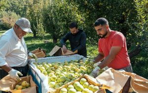 برداشت سیب از ۶۲۰۰ هکتار باغات کهگیلویه و بویراحمد آغاز شد؛ پیش‌بینی تولید ۱۳۰ هزار تن محصول