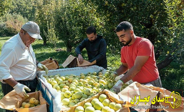 برداشت سیب از ۶۲۰۰ هکتار باغات کهگیلویه و بویراحمد آغاز شد؛ پیشبینی تولید ۱۳۰ هزار تن محصول برداشت سیب از ۶۲۰۰ هکتار باغات کهگیلویه و بویراحمد آغاز شد؛ پیشبینی تولید ۱۳۰ هزار تن محصول
